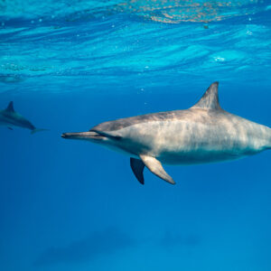 Spinner dolphin passing below the surface, another behind, Sataya, Gebel Elba, Red Sea, Egypt