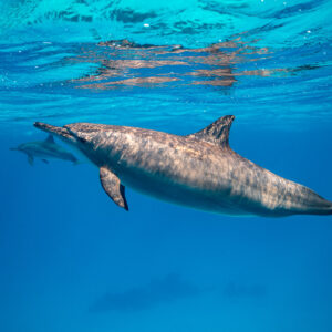 Spinner dolphin with mottled skin just below the surface, Sataya, Gebel Elba, Red Sea, Egypt