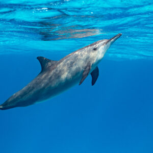 Spinner dolphin rising towards the surface, Sataya, Gebel Elba, Red Sea, Egypt