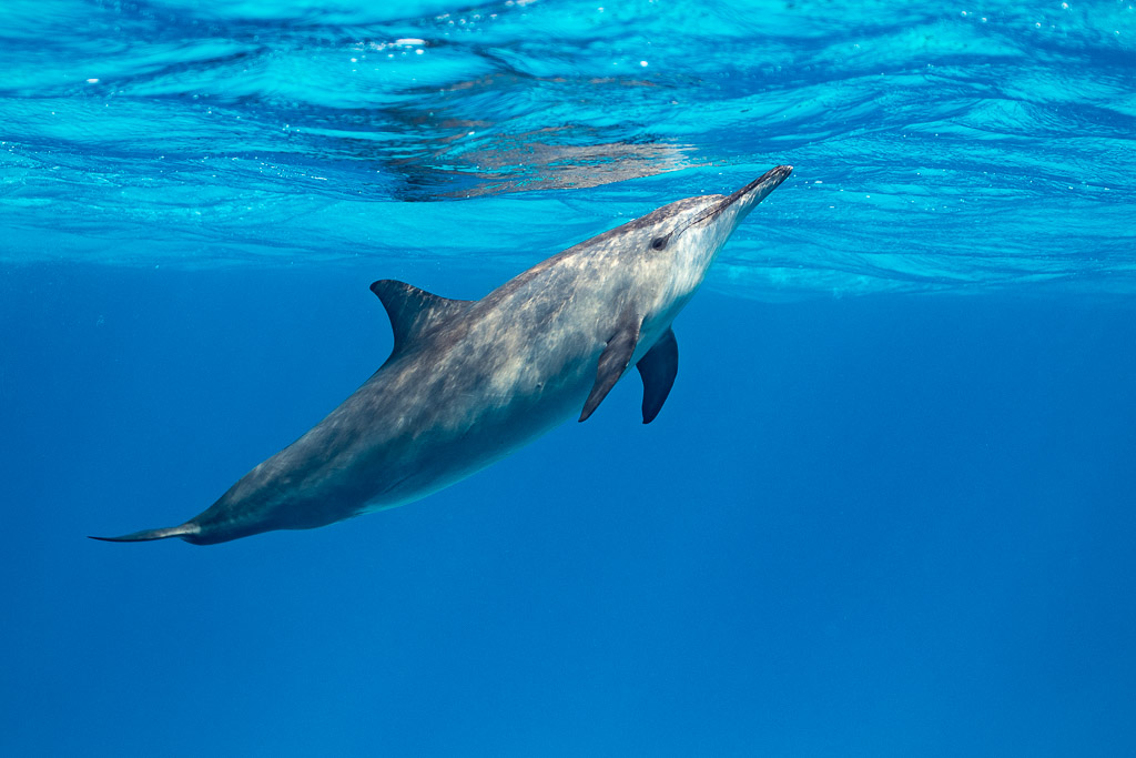Spinner dolphin rising towards the surface, Sataya, Gebel Elba, Red Sea, Egypt