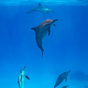 Spinner dolphins stacked at several depths, Sataya, Gebel Elba, Red Sea, Egypt