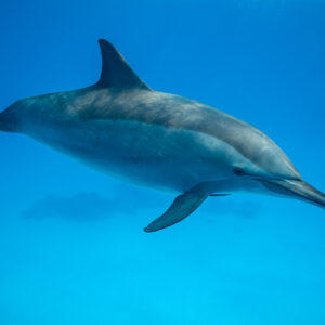 Spinner dolphin close-up in clear blue water, Sataya, Gebel Elba, Red Sea, Egypt