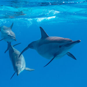 Trois dauphins à long bec jouant dans un sillage de bulles, Sataya (Gebel Elba), mer Rouge, Égypte