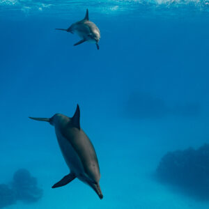 Two spinner dolphins descending over coral heads, Sataya, Gebel Elba, Red Sea, Egypt