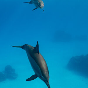Two spinner dolphins descending over coral heads (vertical), Sataya, Gebel Elba, Red Sea, Egypt