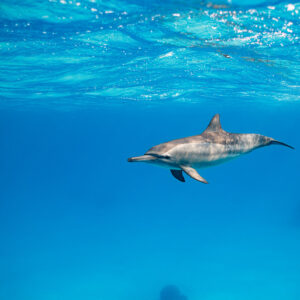Small spinner dolphin in the distance below the surface, Sataya, Gebel Elba, Red Sea, Egypt