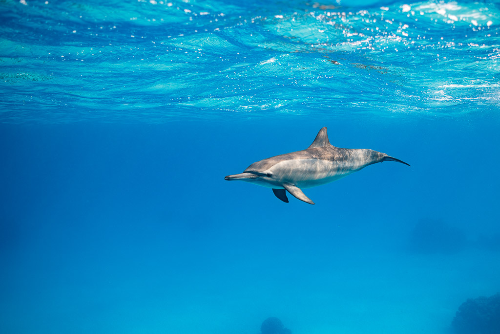 Small spinner dolphin in the distance below the surface, Sataya, Gebel Elba, Red Sea, Egypt