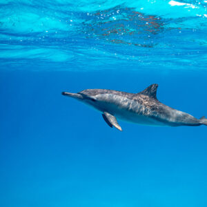 Spinner dolphin gliding left in mid-water, Sataya, Gebel Elba, Red Sea, Egypt