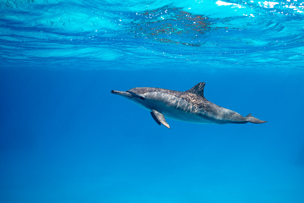 Spinner dolphin gliding left in mid-water, Sataya, Gebel Elba, Red Sea, Egypt