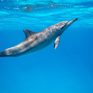 Spinner dolphin rising diagonally towards the surface, Sataya, Gebel Elba, Red Sea, Egypt