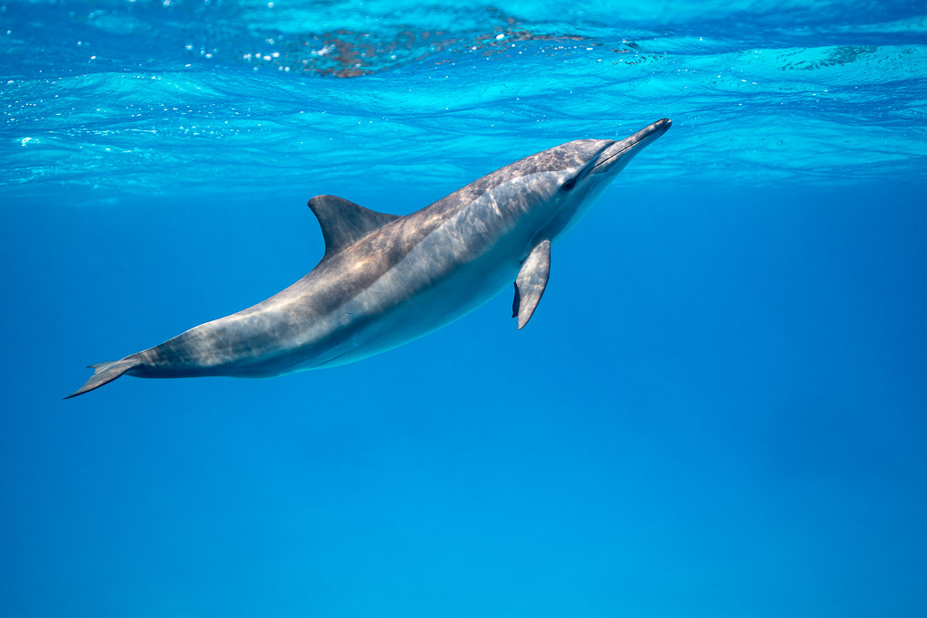 Spinner dolphin rising diagonally towards the surface, Sataya, Gebel Elba, Red Sea, Egypt