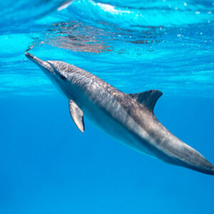 Spinner dolphin diving diagonally from the surface, Sataya, Gebel Elba, Red Sea, Egypt