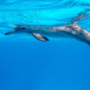 Spinner dolphin arching beneath the surface, Sataya, Gebel Elba, Red Sea, Egypt