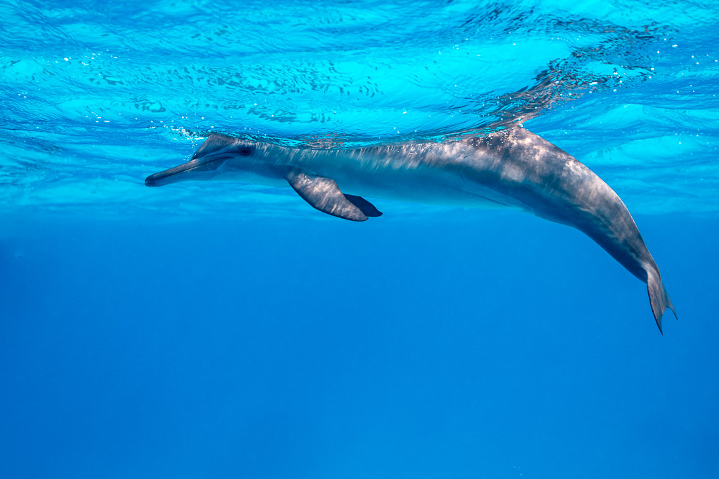 Spinner dolphin arching beneath the surface, Sataya, Gebel Elba, Red Sea, Egypt