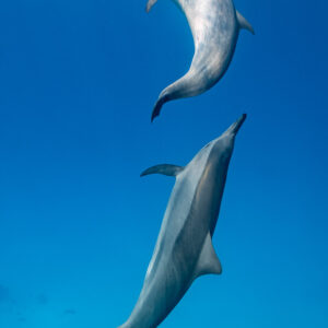 Two spinner dolphins in a vertical chase, Sataya, Gebel Elba, Red Sea, Egypt