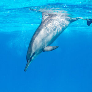 Spinner dolphin diving through the surface with bubbles, Sataya, Gebel Elba, Red Sea, Egypt