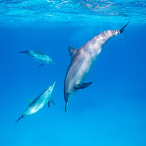 Trois dauphins à long bec tourbillonnant dans le bleu, Sataya (Gebel Elba), mer Rouge, Égypte