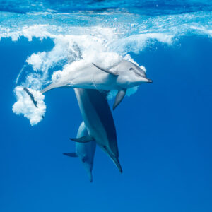 Spinner dolphins playing in a burst of bubbles at the surface, Sataya, Gebel Elba, Red Sea, Egypt