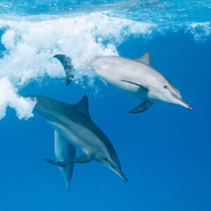 Spinner dolphins playing around a bubble cloud, close view, Sataya, Gebel Elba, Red Sea, Egypt