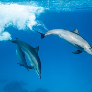 Spinner dolphins leaving a bubble cloud after playing, Sataya, Gebel Elba, Red Sea, Egypt