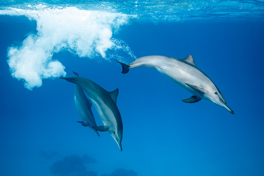 Spinner dolphins leaving a bubble cloud after playing, Sataya, Gebel Elba, Red Sea, Egypt