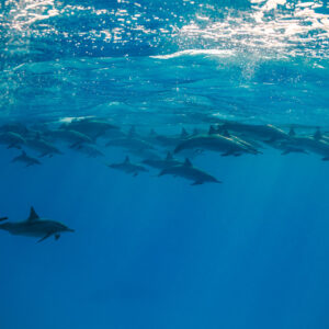 Large pod of spinner dolphins resting just below the surface, Sataya, Gebel Elba, Red Sea, Egypt
