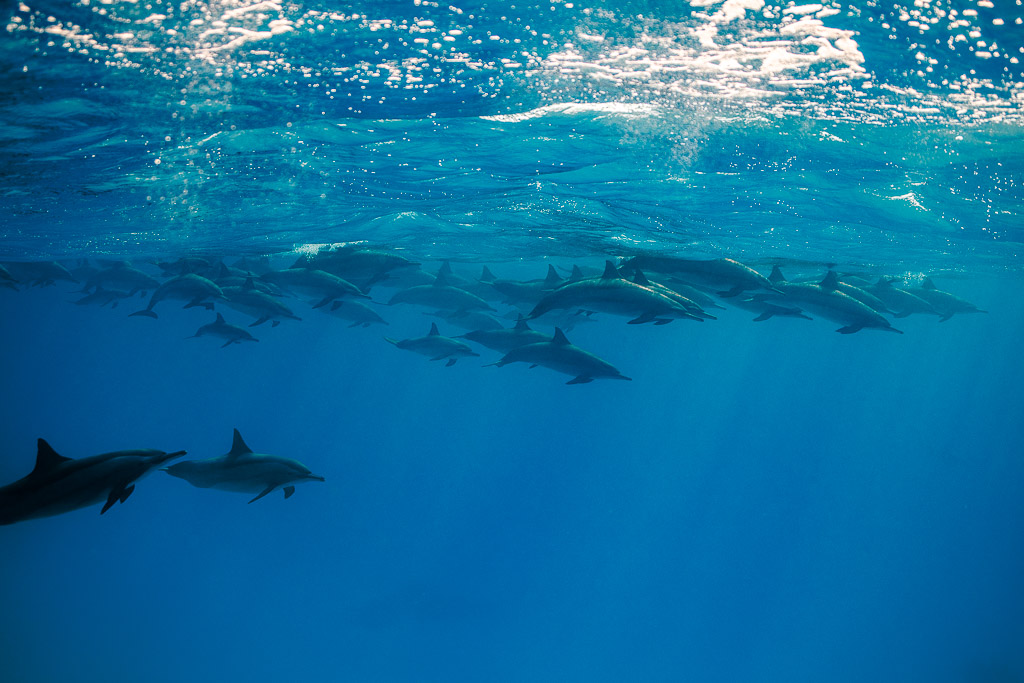 Large pod of spinner dolphins resting just below the surface, Sataya, Gebel Elba, Red Sea, Egypt