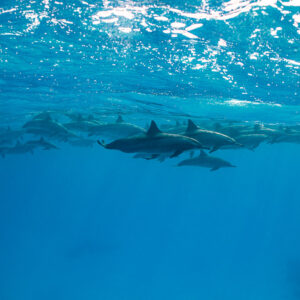 Line of spinner dolphins cruising beneath the surface, Sataya, Gebel Elba, Red Sea, Egypt