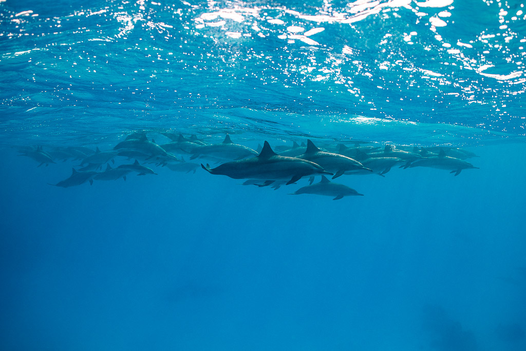 Line of spinner dolphins cruising beneath the surface, Sataya, Gebel Elba, Red Sea, Egypt