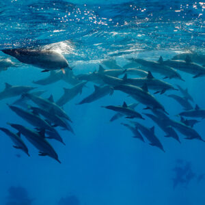 Large pod of spinner dolphins in two layers below the surface, Sataya, Gebel Elba, Red Sea, Egypt