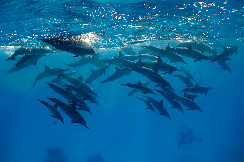 Large pod of spinner dolphins in two layers below the surface, Sataya, Gebel Elba, Red Sea, Egypt