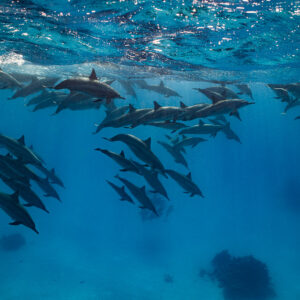 Spinner dolphin pod descending from the surface, Sataya, Gebel Elba, Red Sea, Egypt