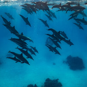 Dozens of spinner dolphins diving towards the lagoon floor, Sataya, Gebel Elba, Red Sea, Egypt