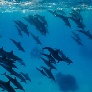 Dense pod of spinner dolphins swimming in the deep blue, Sataya, Gebel Elba, Red Sea, Egypt