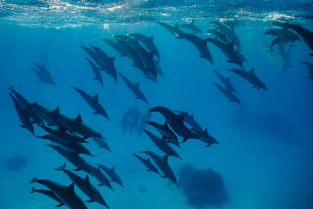 Dense pod of spinner dolphins swimming in the deep blue, Sataya, Gebel Elba, Red Sea, Egypt