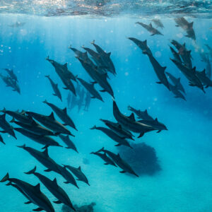 Spinner dolphin pod spread out over coral heads, Sataya, Gebel Elba, Red Sea, Egypt
