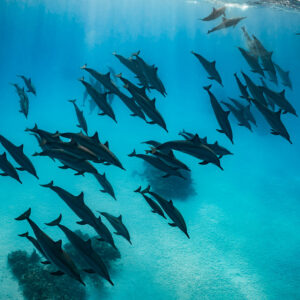 Spinner dolphin pod over the turquoise sandy floor, Sataya, Gebel Elba, Red Sea, Egypt