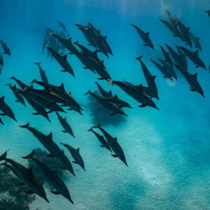 Spinner dolphin pod seen from above over the sandy lagoon, Sataya, Gebel Elba, Red Sea, Egypt