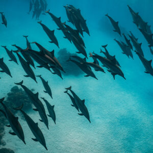 Spinner dolphins streaming past coral heads, seen from above, Sataya, Gebel Elba, Red Sea, Egypt