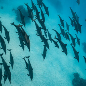 Dozens of spinner dolphins heading the same way over sand, Sataya, Gebel Elba, Red Sea, Egypt