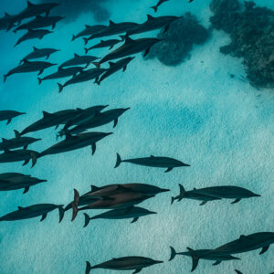 Spinner dolphin pod crossing the sandy floor, Sataya, Gebel Elba, Red Sea, Egypt