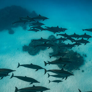 Spinner dolphin pod swimming around a coral head, Sataya, Gebel Elba, Red Sea, Egypt