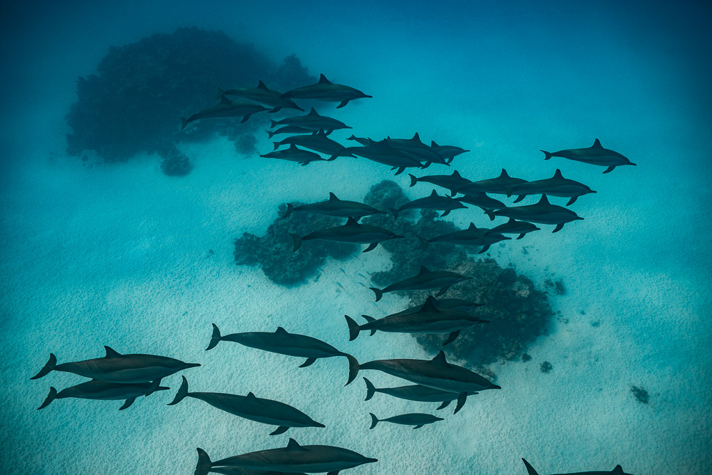 Spinner dolphin pod swimming around a coral head, Sataya, Gebel Elba, Red Sea, Egypt