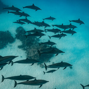 Spinner dolphins in close formation above coral heads, Sataya, Gebel Elba, Red Sea, Egypt