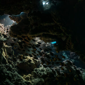 Banc de poissons-hachettes abrité dans un creux obscur de la grotte, Sha'ab Claudio, mer Rouge, Égypte
