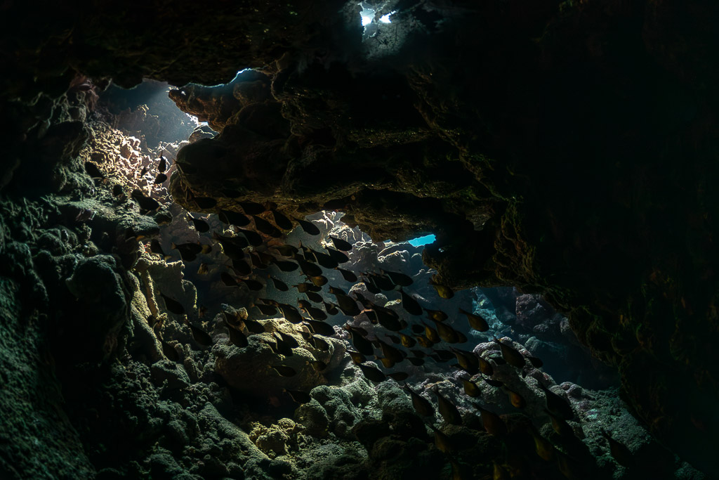 Banc de poissons-hachettes abrité dans un creux obscur de la grotte, Sha'ab Claudio, mer Rouge, Égypte