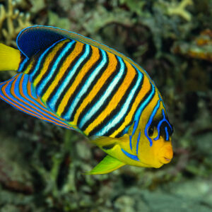 Royal angelfish in front of the reef, Sha'ab El Bohar, Red Sea, Egypt