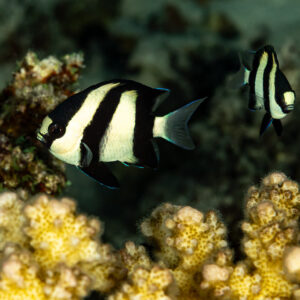 Two whitetail dascyllus above yellow branching coral, Sha'ab El Bohar, Red Sea, Egypt