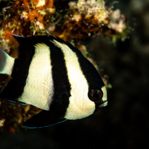 Whitetail dascyllus close-up against a dark background, Sha'ab El Bohar, Red Sea, Egypt