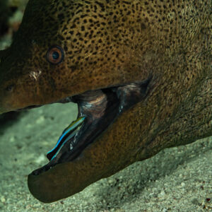 Cleaner wrasse inside the mouth of a giant moray, Sha'ab El Bohar, Red Sea, Egypt